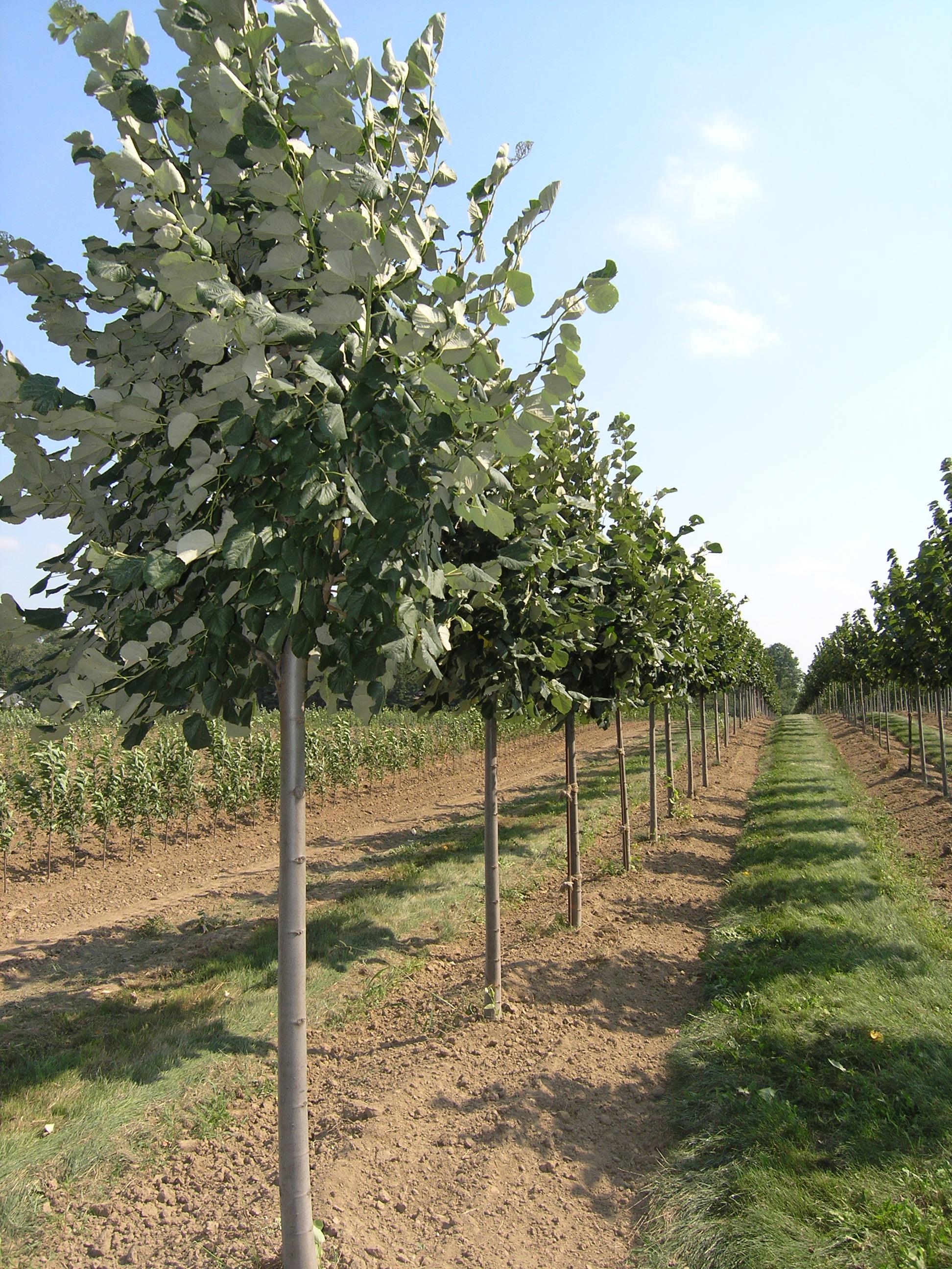 Tilia tomentosa ‘Sterling’